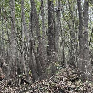 Photo #7 of FC Cox Rd., Hemingway, SC 116.0 acres
