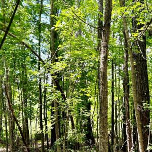 Photo #29 of FC Cox Rd., Hemingway, SC 116.0 acres