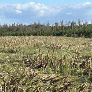 Photo #22 of FC Cox Rd., Hemingway, SC 116.0 acres