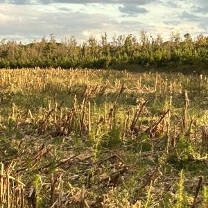 Photo #3 of FC Cox Rd., Hemingway, SC 116.0 acres