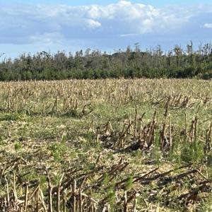 Photo #17 of FC Cox Rd., Hemingway, SC 116.0 acres