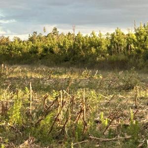 Photo #6 of FC Cox Rd., Hemingway, SC 116.0 acres