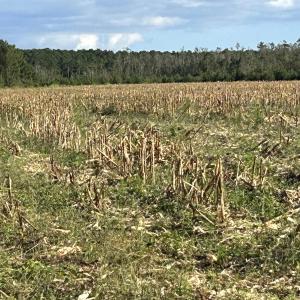 Photo #27 of FC Cox Rd., Hemingway, SC 116.0 acres