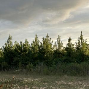 Photo #12 of FC Cox Rd., Hemingway, SC 116.0 acres