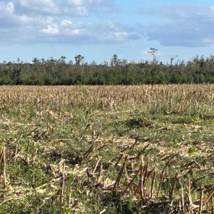 Photo #20 of FC Cox Rd., Hemingway, SC 116.0 acres