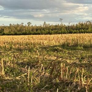 Photo #2 of FC Cox Rd., Hemingway, SC 116.0 acres