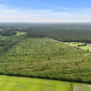 Drone / aerial view of a forest