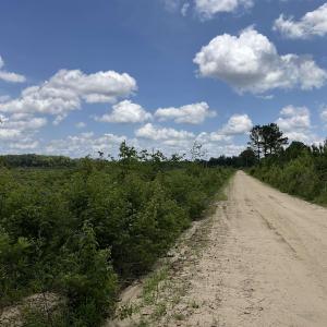 View of dirt / gravel road