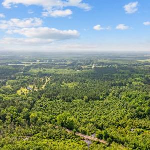 Bird's eye view of a forest