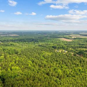 Aerial view of a forest