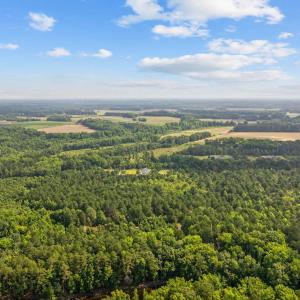 Aerial view of a forest