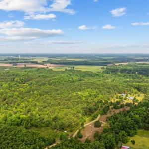 Bird's eye view of a forest