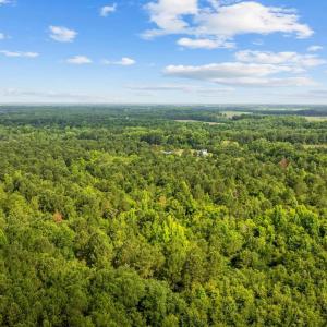 Drone / aerial view of a forest