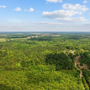 Drone / aerial view of a forest