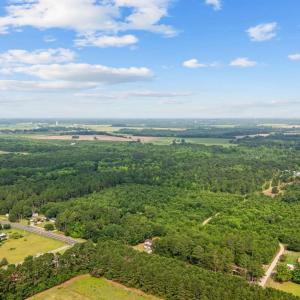 Aerial view of a forest