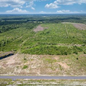 Drone / aerial view of a forest