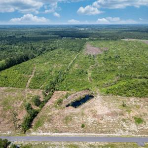 Aerial view of a forest