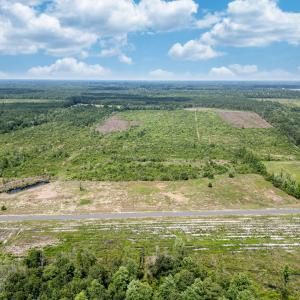 Bird's eye view of a forest