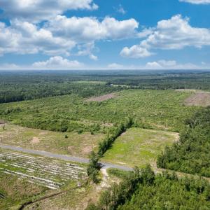 Drone / aerial view of a forest