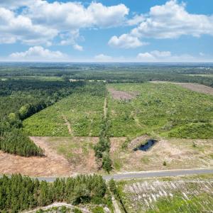 Bird's eye view of a forest