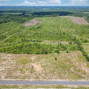 Bird's eye view of a forest
