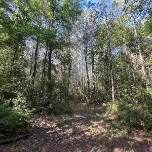 View of wooded area
