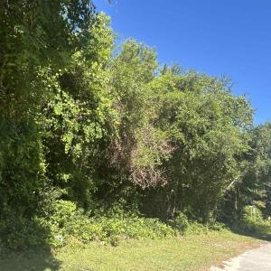 View of tree filled area