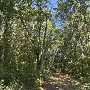 View of woods