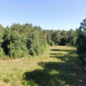 View of wooded area