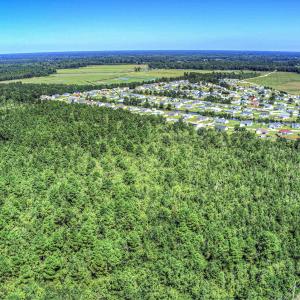 Drone / aerial view of a forest