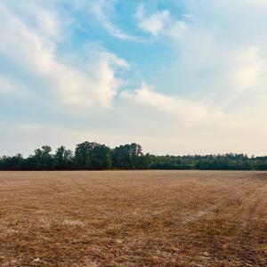 Photo #3 of Highway 9, Nichols, SC 21.5 acres