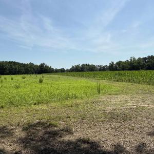 Photo #5 of TBD Highway 668, Conway, SC 15.0 acres