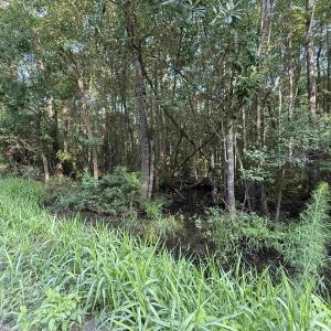 Photo #5 of TBD Wolf Pit Bay Rd., Nichols, SC 6.9 acres