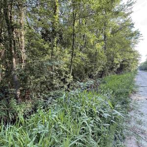 Photo #6 of TBD Wolf Pit Bay Rd., Nichols, SC 6.9 acres