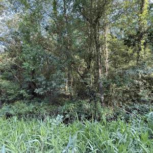 Photo #4 of TBD Wolf Pit Bay Rd., Nichols, SC 6.9 acres