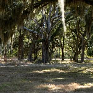 View of local wilderness
