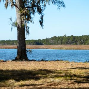 Water view with a forest