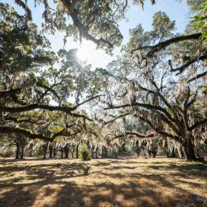 View of yard with a wooded view