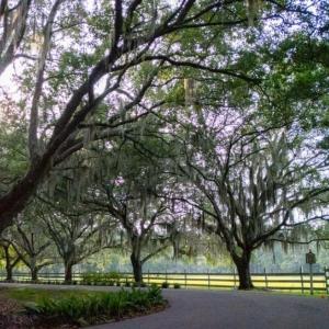 Photo #7 of 313 Rossdhu Ave., Pawleys Island, SC 2.4 acres