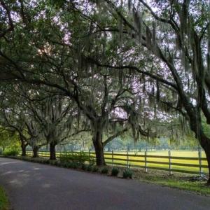 Photo #6 of 313 Rossdhu Ave., Pawleys Island, SC 2.4 acres