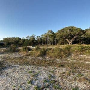 View of local wilderness