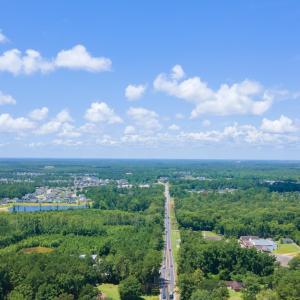 Aerial view of a forest