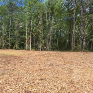 View of undeveloped land