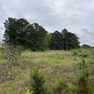 View of nature