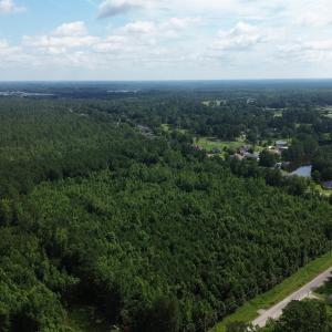 Bird's eye view of a forest