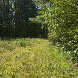View of local wilderness