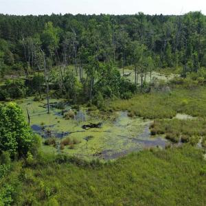 Bird's eye view of a forest