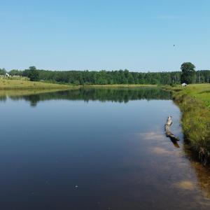 Water view with a forest