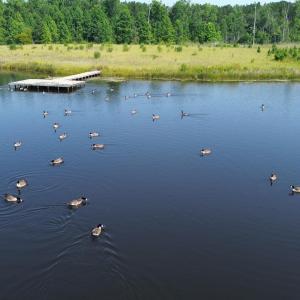 Water view with a forest and a floating dock