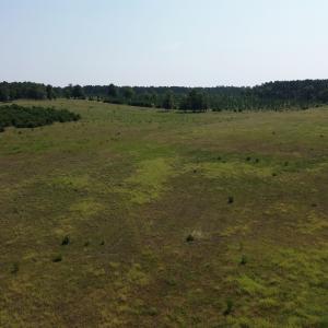 View of woods with a rural view